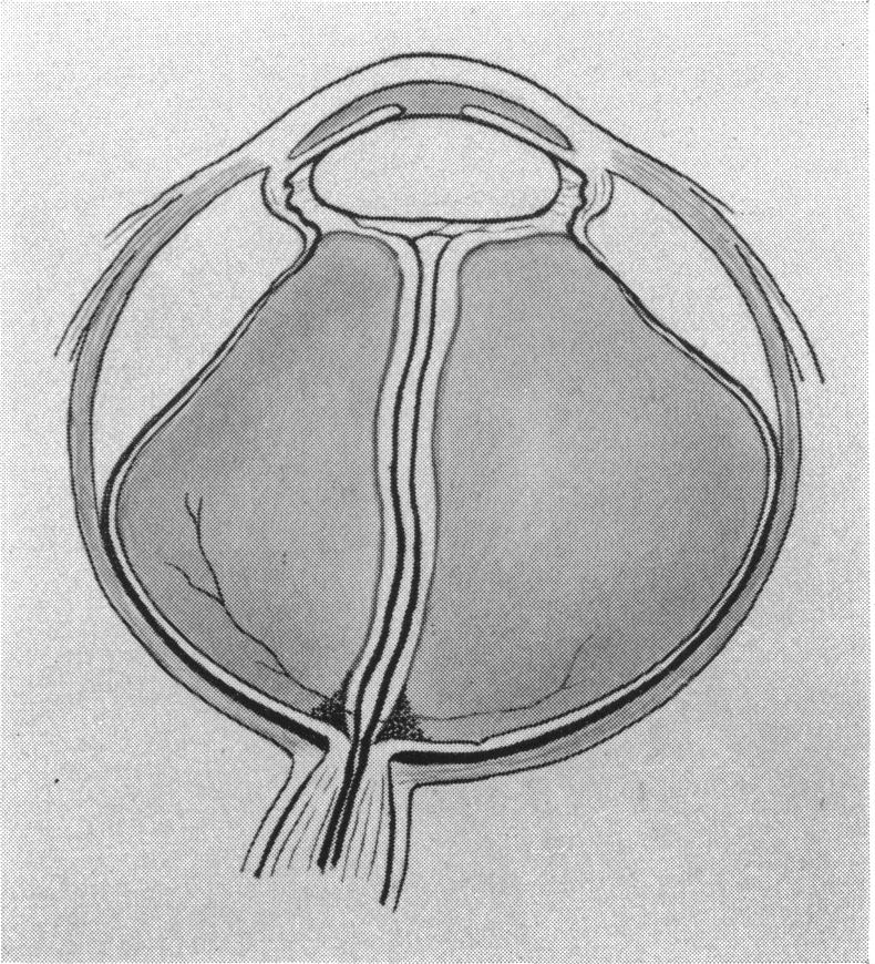 Fig. 1 (cont.) D