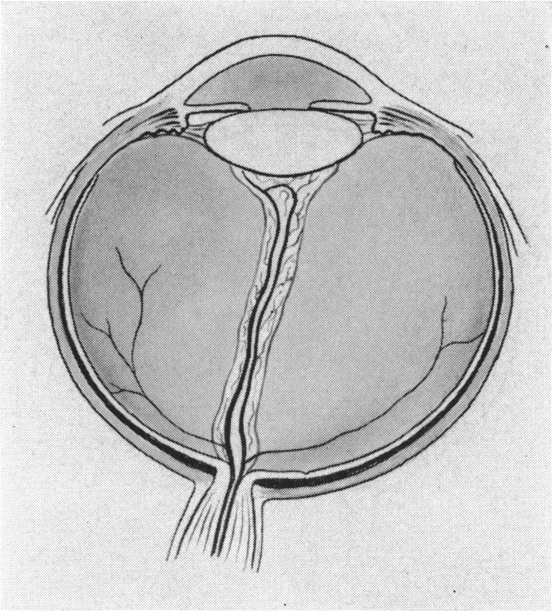 Fig. 1 (cont.) C