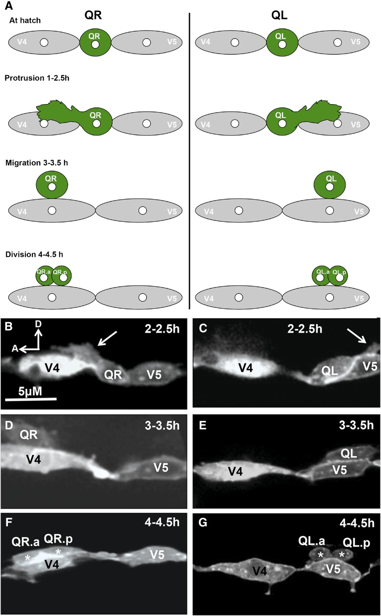 Figure 4 