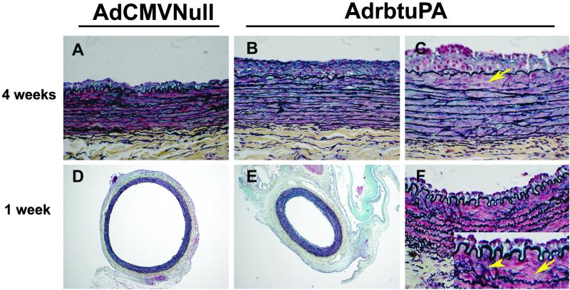 Fig 5.