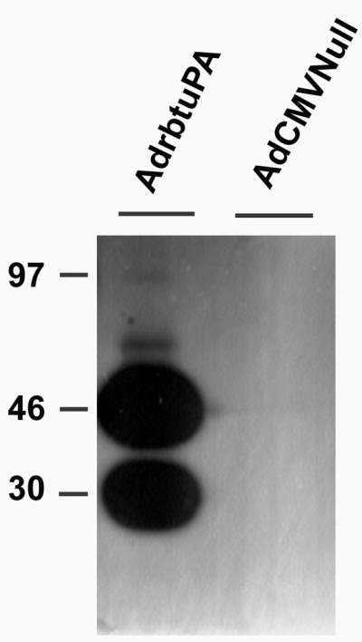 Fig 1.