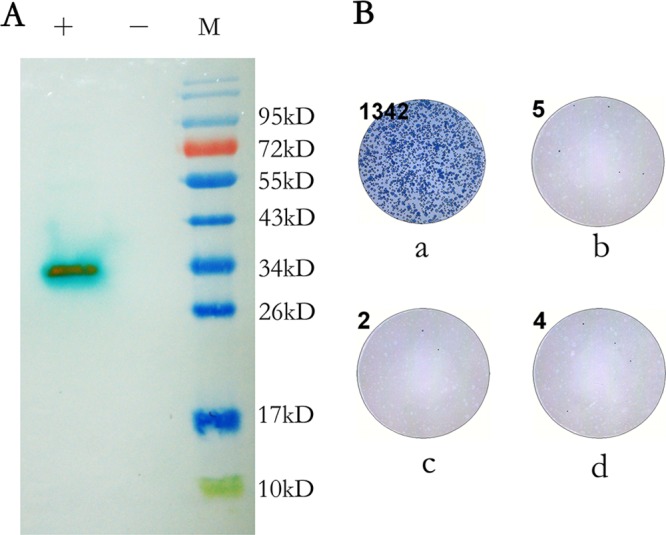 FIG 1