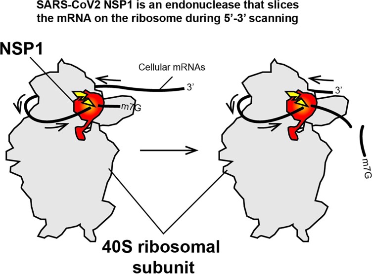 Graphical Abstract