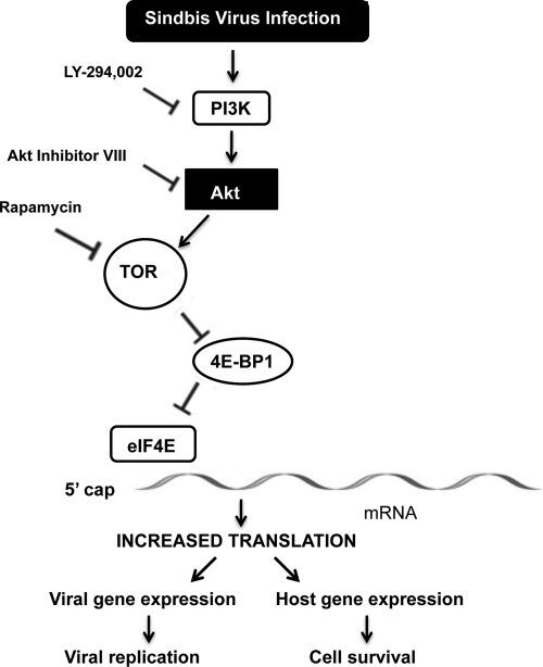 Fig 8