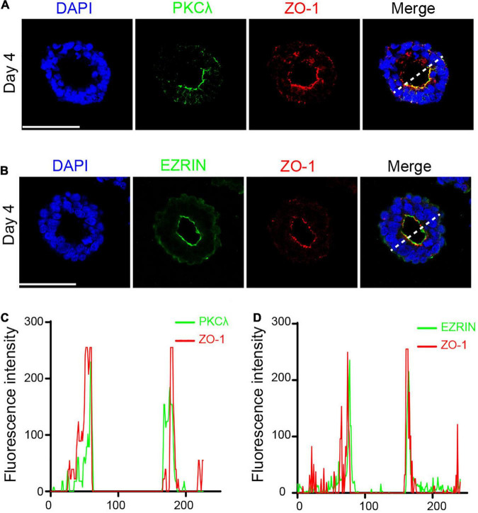 FIGURE 4