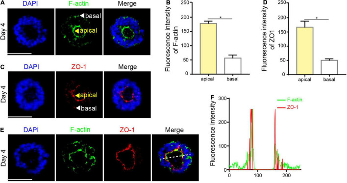 FIGURE 3