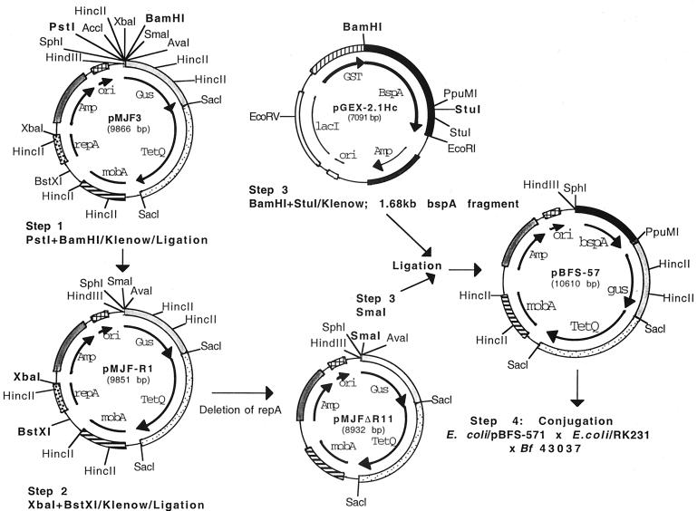 FIG. 1