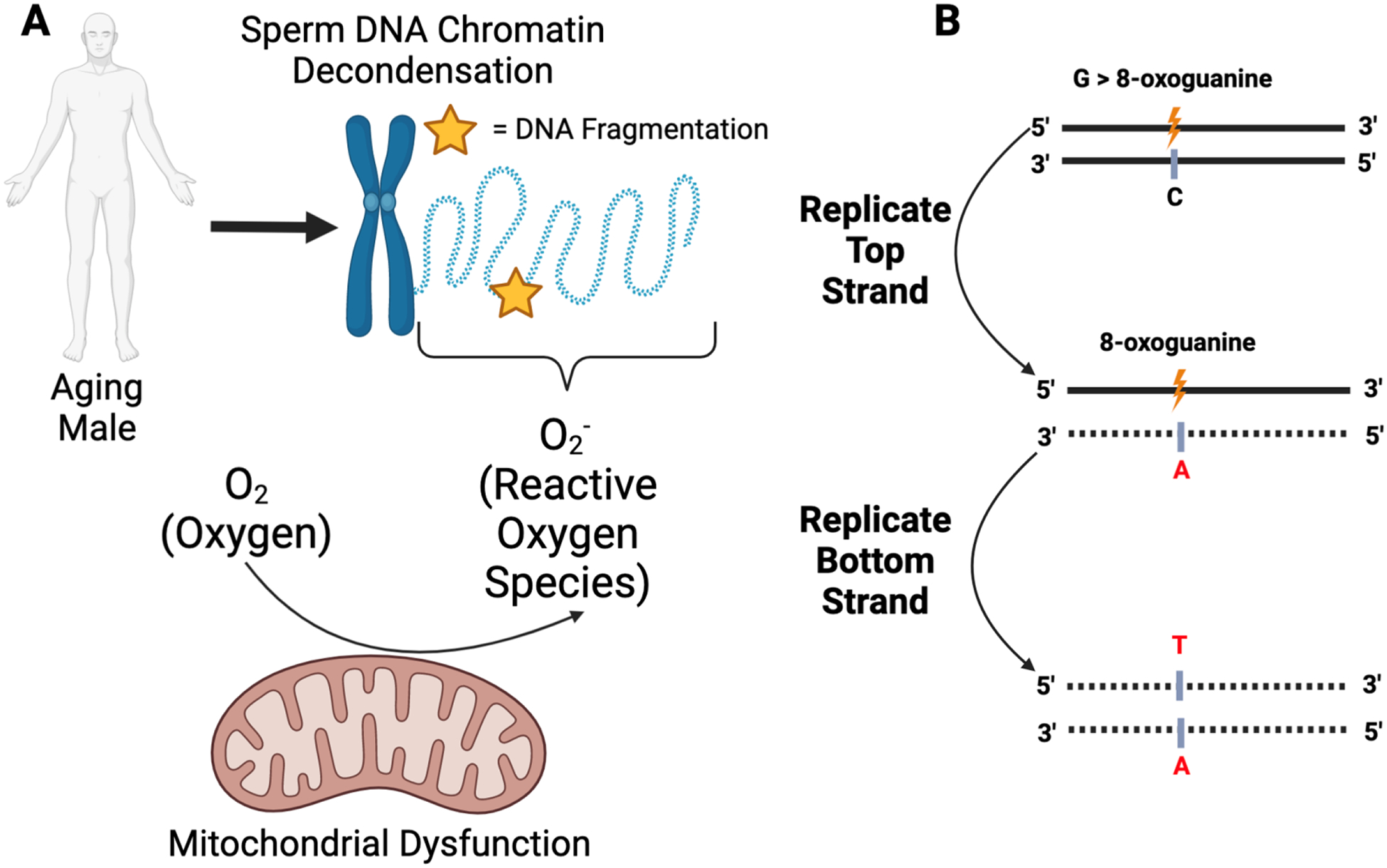 Figure 1 -