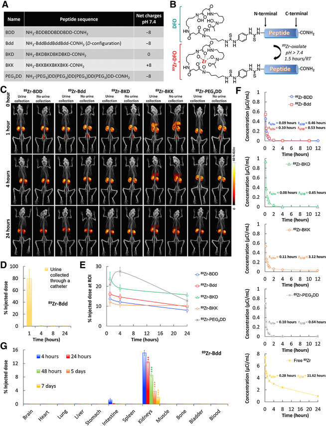 Figure 1. Bdd shows remarkable urinary disposing properties. A, A table showing the components and the net charges of BDD as well as its D-configuration (Bdd), neutrally charged (BKD), positively charged (BKK), and pegylated (PEG3DD) counterparts. B, A synthetic scheme showing radiolabeling of the peptides with 89Zr for comparative PK and biodistribution studies. C, Representative μPET/CT images of BALB/cJ mice acquired 1, 4, and 24 hours after administration of different 89Zr-radiolabeled peptides (20 μCi, 20 μg, in 100 μL PBS) via tail-vein injections (n = 4/group). The whole body images were acquired with or without emptying the animal's bladders. D, Bar chart showing the amount of radioactivity in urine samples (20 μL) collected from animals (n = 5) at different time intervals after administration of 89Zr-Bdd. E, Comparing the renal clearance of the radiolabeled peptides. Plots showing the percentage of injected dose (%ID) in kidneys of the animals over time. The percentage of ID was calculated according to the radioactivity measured at the ROI of the acquired PET images. F, Comparing the PK profiles of the radiolabeled peptides (n = 4/analogue). Blood samples (20 μL) were collected at various time intervals after injection of the peptides or free 89Zr to the animals. The results (radioactivity measured in blood samples) were fit into a two-compartmental model for determining the t1/2α (half-life of distribution phase) and t1/2β (half-life of elimination phase). The other PK parameters are available in Supplementary Fig. S1A. G, Endpoint biodistribution study of 89Zr-Bdd. The animals were euthanized at different time intervals (n = 4/time point) after administration of the peptide (20 μCi, 20 μg, in 100 μL PBS). The amount of peptide (radioactivity) in the harvested organs was determined. The results (corrected from decay) were expressed as %ID. Student t test; **, P < 0.01; ***, P < 0.001.
