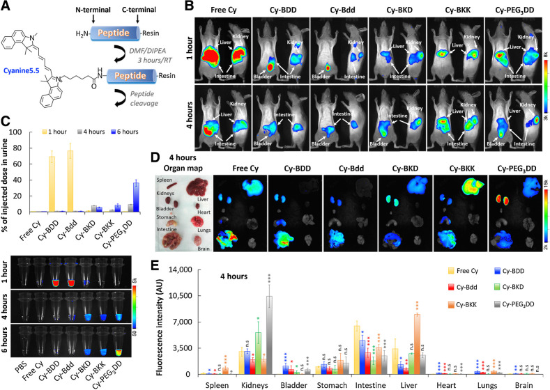 Figure 2. Bdd effectively distributes the conjugated Cyanine5.5 fluorophore to the URS. A, A synthetic scheme of the Cyanine5.5-labeled peptide (Cy-peptide) analogues. B, Representative merged fluorescence/bright light images of SHO mice acquired 1 and 4 hours after tail-vein injection of the different Cy-peptide analogues (0.5 nmol, 150 μL) or free Cyanine5.5 (n = 4/group). C, Plots comparing the amount of fluorophore in urine (% of injected dose) based on the measured fluorescence. Bottom, fluorescence image of the urine samples (20 μL) collected from the same animals 1, 4, and 6 hours after the Cy-peptides or fluorophore administration (n = 4/group). For each time point, the bladders of the animals were completely emptied using a sterile 26 G pediatric venous catheter. D, Representative ex vivo merged fluorescence/bright light images of the organs harvested from animals 4 hours after tail-vein injection of different Cy-peptides (n = 4/group). E, Bar chart comparing peptide distribution in the harvested organs (n = 4/group), based on the total fluorescence intensity. Student t test; *, P < 0.05; **, P < 0.01; ***, P < 0.001; n.s., nonsignificant.