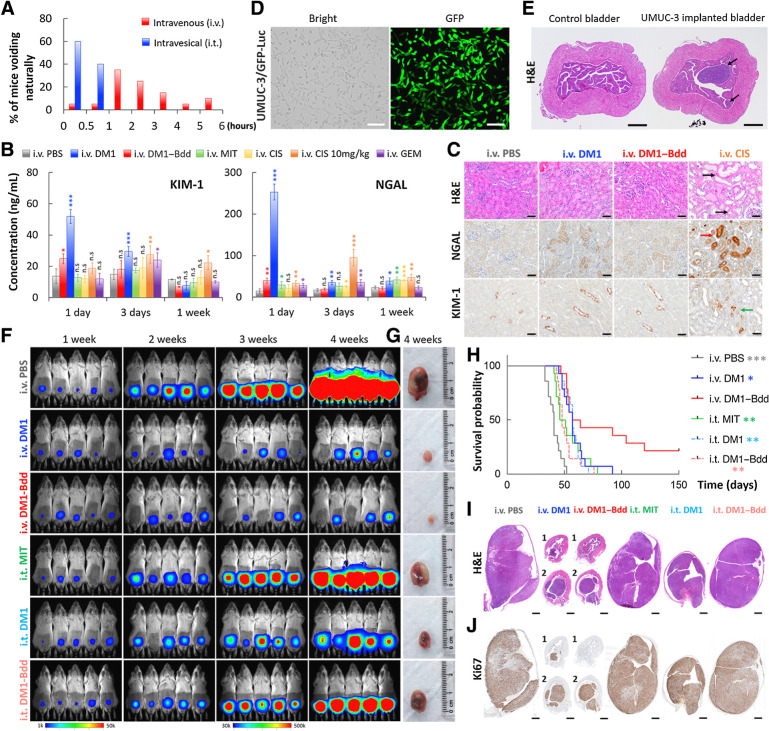 Figure 4. Therapeutic efficacy of DM1–Bdd in treating bladder cancer. A, Bar chart comparing the time when BALB/cJ mice (n = 20/group) needed to void naturally following intravenous or intravesical administration of PBS (80 μL). The bladders were emptied prior to starting the experiment. Each animal was isolated for monitoring the urination pattern. B, Comparing the nephrotoxicity of DM1–Bdd to other chemotherapeutics. Bar chart showing the concentrations of renal injury biomarkers, NGAL and KIM-1, in urine collected from animals 1, 3, and 7 days after treatment with PBS, DM1 (0.75 mg/kg), DM1–Bdd (0.75 mg/kg of drug content), MIT (0.75 mg/kg), CIS (0.75 mg/kg), CIS (10 mg/kg), or GEM (0.75 mg/kg) via tail-vein injection (150 μL). Student t test; *, P < 0.05; **, P < 0.01; ***, P < 0.001. C, Immunochemical staining for NGAL and KIM-1 was also performed. Representative microscopic images of kidney sections from BALB/cJ mice intravenously administered with PBS (150 μL), DM1 (0.75 mg/kg, 150 μL), DM1–Bdd (0.75 mg/kg of drug content, 150 μL), or CIS (10 mg/kg, 150 μL) as a positive control. The organs were harvested 3 days after the drug treatments and stained with H&E. Black arrows indicate the multifocal degeneration of the tubular epithelium after treatment with CIS. Red and green arrows indicate renal tubular epithelial cells immunoreactive for NGAL and KIM-1, respectively, following CIS treatment. Scale bar, 50 μm. D, Brightfield and fluorescence images of UMUC-3/GFP-Luc cells that were stably transduced with a lentivirus carrying both GFP and firefly luciferase genes. Scale bar, 80 μm. E, Orthotopic xenograft model. Representative image of bladders collected from female NSG mice (n = 3) 1 week after implantation of UMUC-3/GFP-Luc cells (4 × 104 cells/animal). Black arrows, tumors growing in the lamina propia. Scale bar, 500 μm. F, Representative merged bioluminescence/brightfield images of the tumor-bearing NSG mice after weekly treatments with intravenous PBS (150 μL), intravenous DM1 (0.75 mg/kg, 150 μL), intravenous DM1–Bdd (0.75 mg/kg of drug content, 150 μL), intravesical MIT (1 mg/mL, 50 μL), intravesical DM1 (0.75 mg/kg, 50 μL), or intravesical DM1–Bdd (0.75 mg/kg, 50 μL) for 3 weeks (n = 10/group). Images were acquired every week to monitor and compare tumor growth in each treatment group. G, Representative pictures of bladders excised from each animal group (additional recruitment of n = 3/treatment group) 1 week after completing the treatment cycles. H, Kaplan–Meier cumulative survival plot of animals administered with different drugs (n = 14/group). The significant differences in survival between the animals treated with intravenous DM1–Bdd and the other groups was evaluated using the Mantel–Cox log-rank test and the Benjamini and Hochberg adjusted P values. I and J, Representative image(s) of bladder sections from the animals in each treatment group (n = 3/group). The organs were harvested at the end of the 3-week treatment and then paraffin-embedded, sectioned, and stained with H&E (I) and Ki67 (proliferation marker; J).