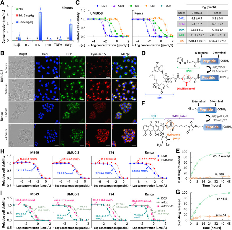 Figure 3. Bdd as a carrier of chemotherapeutics. A, Bdd does not trigger any innate immune response. No increase in the inflammatory cytokines concentrations was detected in the plasma of female BALB/cJ mice (n = 3/group) 4 hours after intravenous administration of the Bdd peptide (5 mg/kg, 150 μL). LPS was used as a positive control and concentrations of each cytokine were measured by ELISA Kit. B, Cellular uptake of Cyanine5.5-labeled Bdd (Cy-Bdd). Representative fluorescence microscopic images of human UMUC-3 BC cells and murine Renca renal adenocarcinoma cells incubated for 6 and 24 hours with Cy-Bdd (0.5 nmol). Dapi (9 μmol/L) and LysoTracker-GFP (1 μmol/L) were used for nuclear (blue) and organelle (green) staining, respectively, and were added to the cells 30 minutes prior to imaging. Scale bar, 25 μm. C, Comparing the potency of different chemotherapeutics (DM1, GEM, MIT, CIS, and DOX). UMUC-3 and Renca cells were incubated with the drugs at various concentrations for 72 hours prior to measuring the cell viability. The dose–response curves were plotted and the IC50 values of each drug calculated using Graph Pad Prism 6.0 software. D, Conjugation of DM1 to Bdd. The cleavable linker SPDP was first conjugated to the peptide N-terminal in solid phase. DM1 was then added to the cleaved peptide in a solution mixture of PBS and NMP. E, Plot showing the percentage of accumulated DM1 released from the DM1–Bdd over time in PBS in the absence and presence of GSH (1 mmol/L). The amount of drug released was quantified using rp-HPLC analysis (absorbance detected at 254 nm). F, Conjugation of aldox to Bdd. The peptide, supplemented with a N-terminal cysteine, was incubated with aldox in PBS (pH 7.4) for 30 minutes prior to purification by rp-HPLC in neutral conditions. G, Plots showing the percentage of the accumulated DOX active metabolite released from aldox–Bdd (100 μmol/L) over time in PBS buffers with different pH values. The amount of drug released was quantified using rp-HPLC analysis (absorbance detected at 480 nm). H, DM1–Bdd displays a similar cytotoxicity compared with free drug against murine bladder (MB49), human bladder (UMUC-3 and T24), and murine kidney (Renca) cancer cell lines. Plots of relative cell viability against the drug concentration. I, Aldox–Bdd is more potent than free aldox. Plots of the relative cell viability against the drug concentration. *, P < 0.05; **, P < 0.01; n.s., nonsignificant.