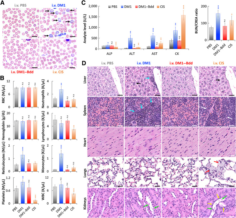 Figure 6. DM1–Bdd displays a safe toxicity profile. A, Representative microscopic images of blood smears collected from female BALB/cJ mice after intravenous administration of PBS (150 μL), DM1 (0.75 mg/kg, 150 μL), DM1–Bdd (0.75 mg/kg of drug content, 150 μL), or CIS (10 mg/kg, 150 μL) as a positive control, weekly for 3 weeks. Black arrows, polychromatophilic macrocytes. Scale bar, 10 μm. B, Selected hematologic results obtained 1 week after completing the different treatment courses. RBC, red blood cells; WBC, white blood cells. Student t test; *, P < 0.05; **, P < 0.01; ***, P < 0.001. C, Comparison of selected serum biochemical analytes, including liver enzyme activity (ALP, ALT, and AST), muscle enzyme activity (AST and CK), and clearance of nitrogenous waste (BUN/CREA ratio). ALP, alkaline phosphatase; ALT, alanine aminotransferase; AST, aspartate aminotransferase; CK, creatine kinase; BUN, blood urea nitrogen; CREA, creatinine. D, Histopathologic analysis of the major organs (liver, spleen, heart, lungs, and kidneys) from animals administered with the different drug treatments. Black arrows indicate the increased of hepatocyte mitotic activity in liver. Blue arrows show the enhanced hepatic and splenic EMH. The area in between the white arrows indicates depletions of erythrocytes and EMH elements in the red pulp of the spleen. Red arrows highlight the presence of large and foamy macrophages in the alveoli. Yellow and green arrows indicate flattened renal tubular cells and necrotic sloughed debris of dying cells contained within the lumen, respectively. Scale bar, 30 μm.