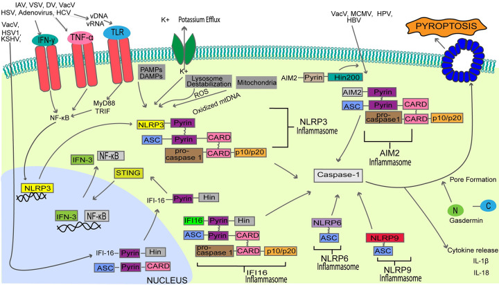 Fig 3