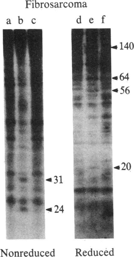 graphic file with name pnas00348-0216-a.jpg