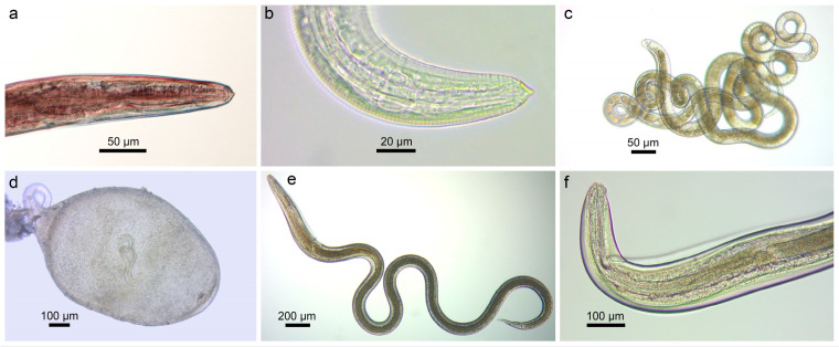 Figure 12