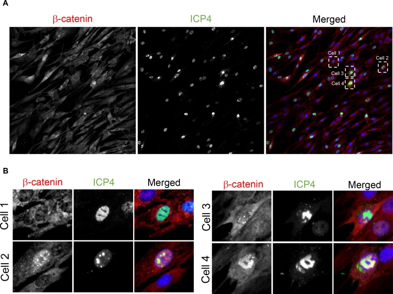 Figure 6—figure supplement 1.