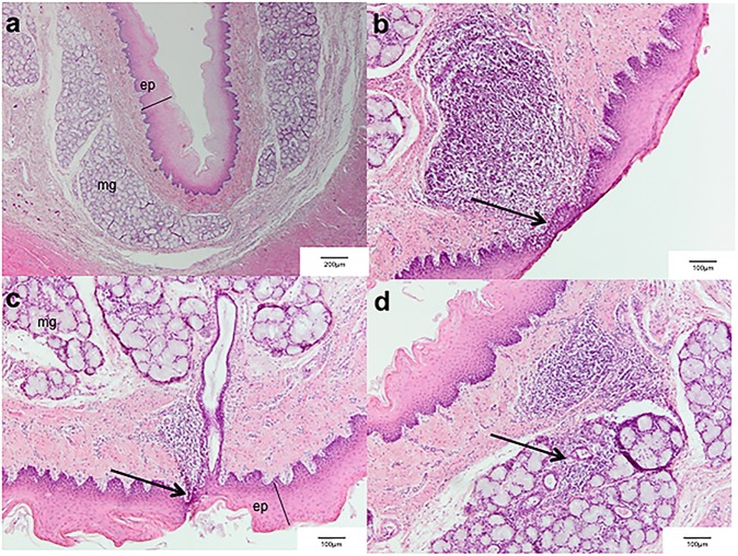 Fig 5