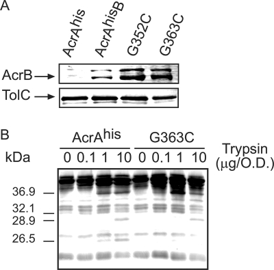 FIG. 4.