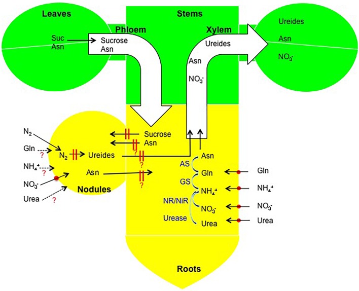 FIGURE 12