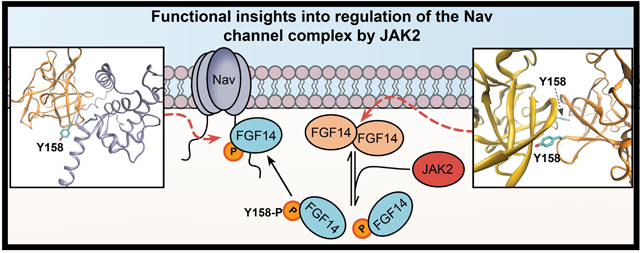 graphic file with name nihms-1681046-f0001.jpg