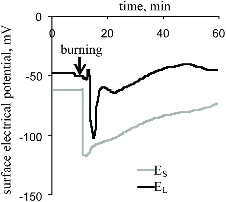 FIGURE 2