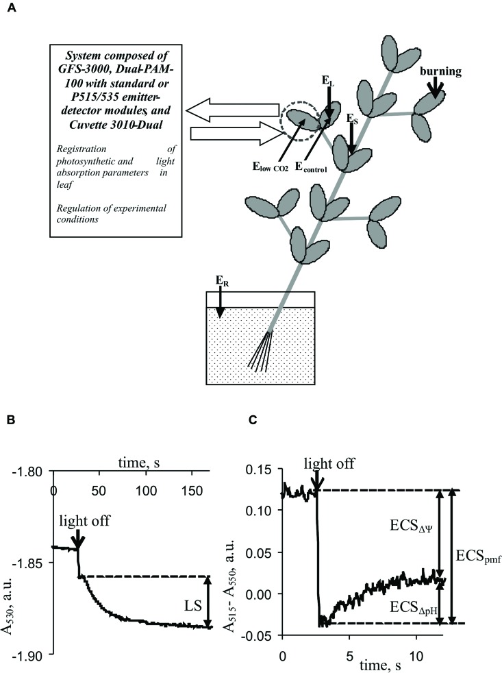 FIGURE 1