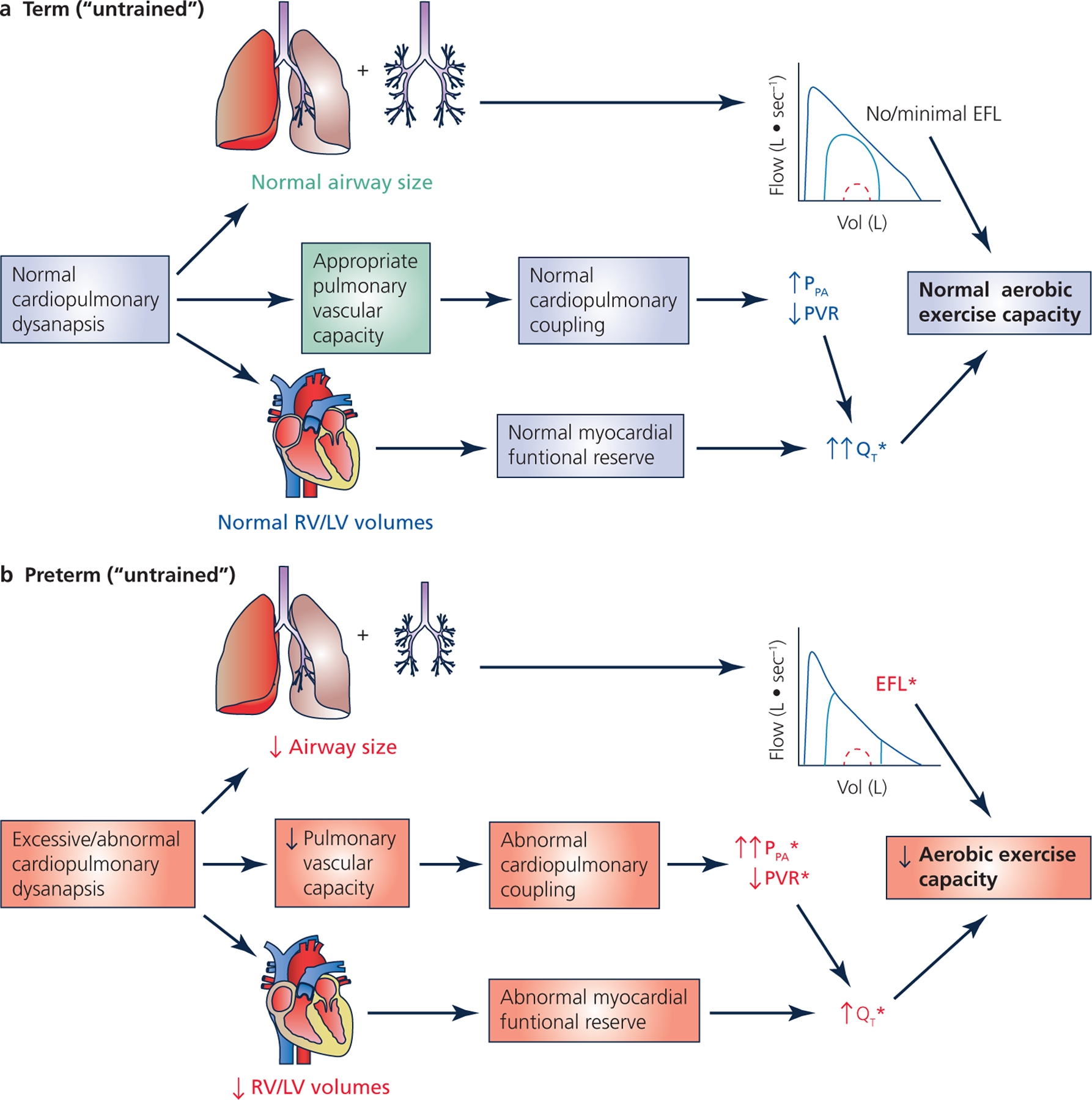 Physiological aspects of cardiopulmonary dysanapsis on exercise in ...