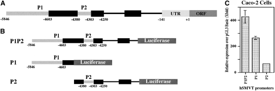 FIGURE 2 