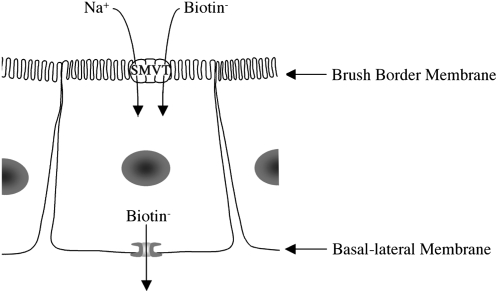 FIGURE 3 