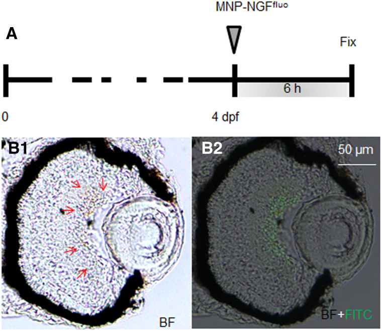 Fig. 4