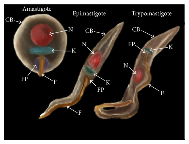 Figure 1