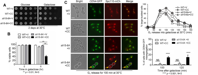 FIGURE 6: