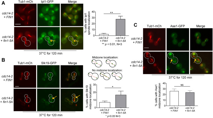 FIGURE 3: