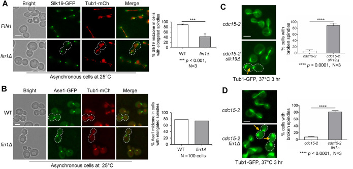 FIGURE 4: