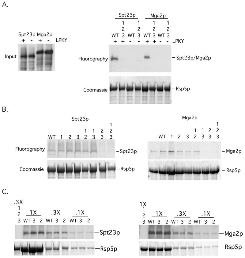 FIG 1