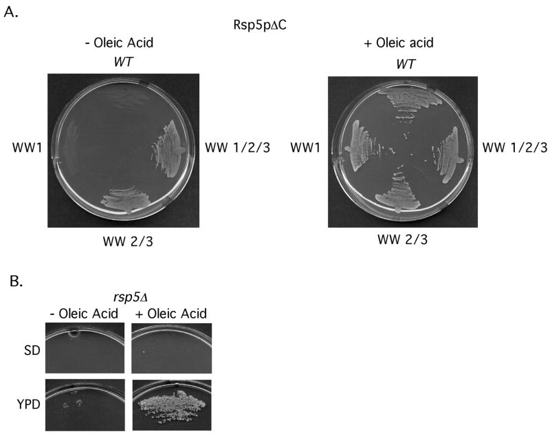 FIG 5