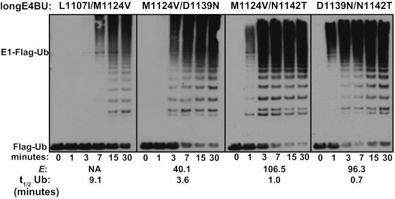 Fig. 5.