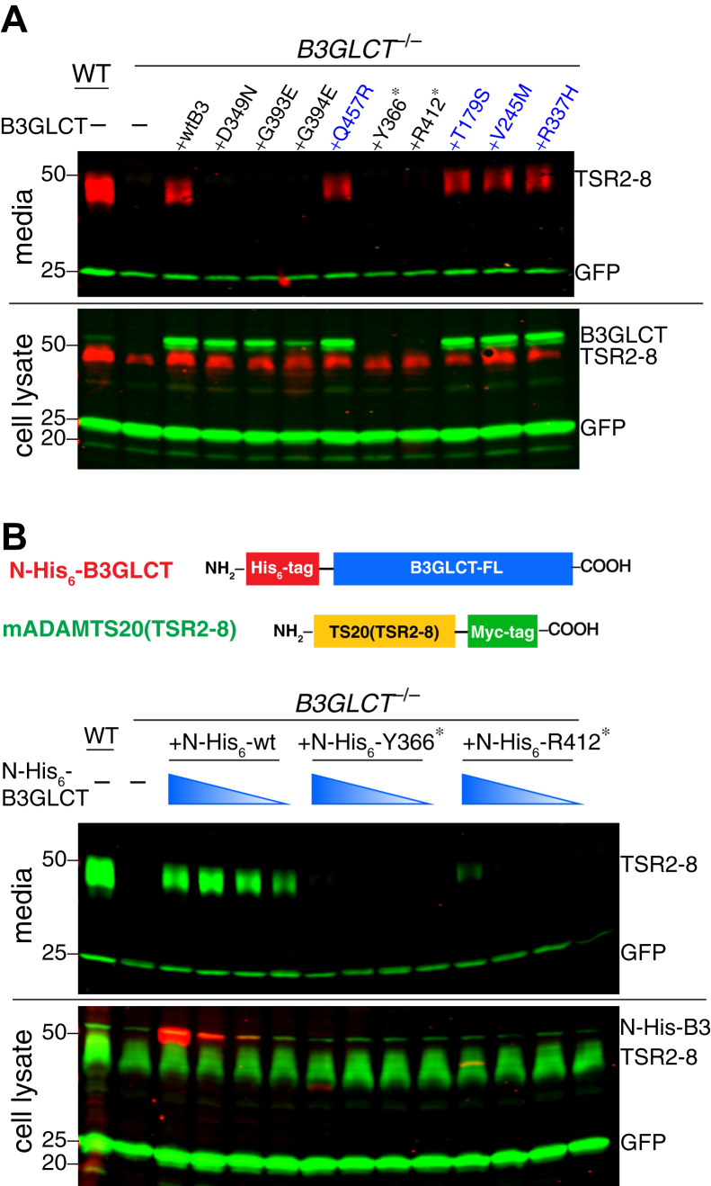 Figure 4