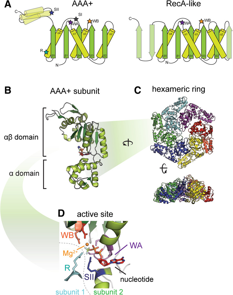 Fig. 1