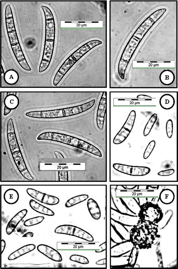 Fig. 5