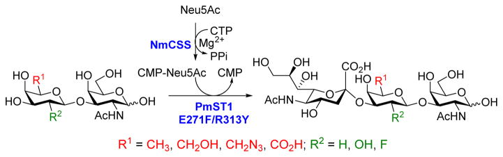 Scheme 2