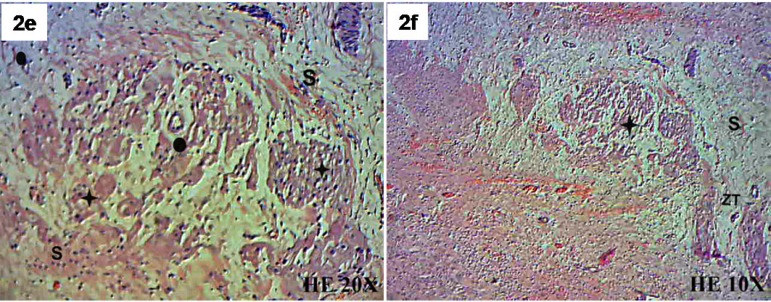 Fig. 2 - E,F