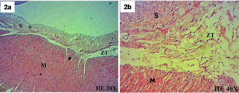 Fig. 2 - A,B