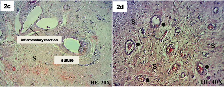 Fig. 2 - C,D