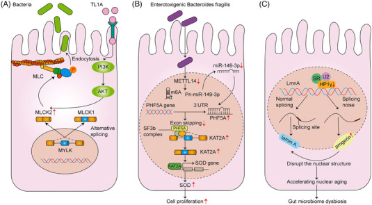 FIGURE 2