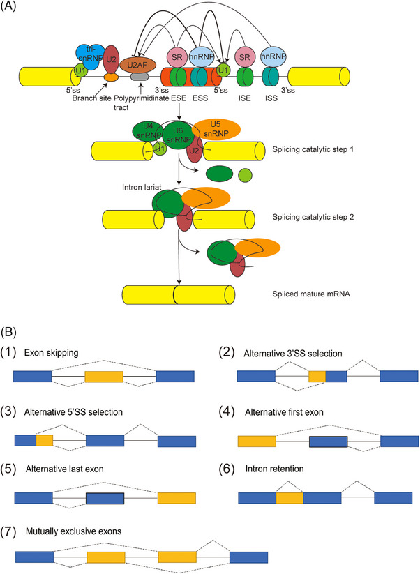 FIGURE 1