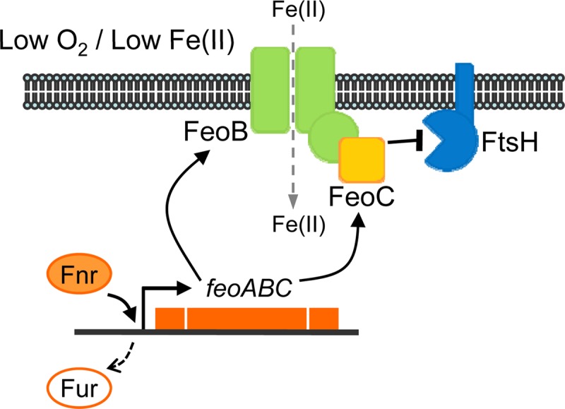 Fig 6