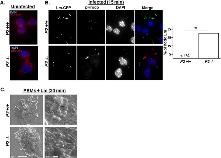 FIG 6