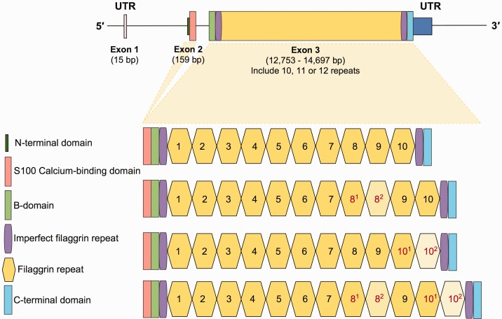 Fig. 1.—